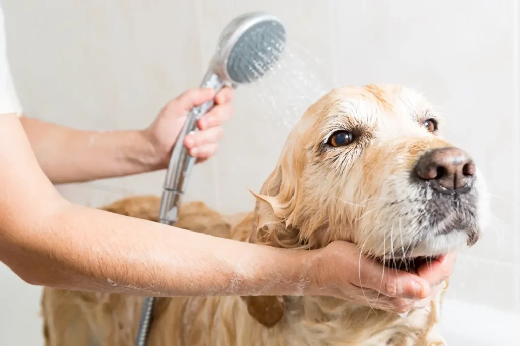 The current image has no alternative text. The file name is: diy-dog-grooming-guide-feature.webp